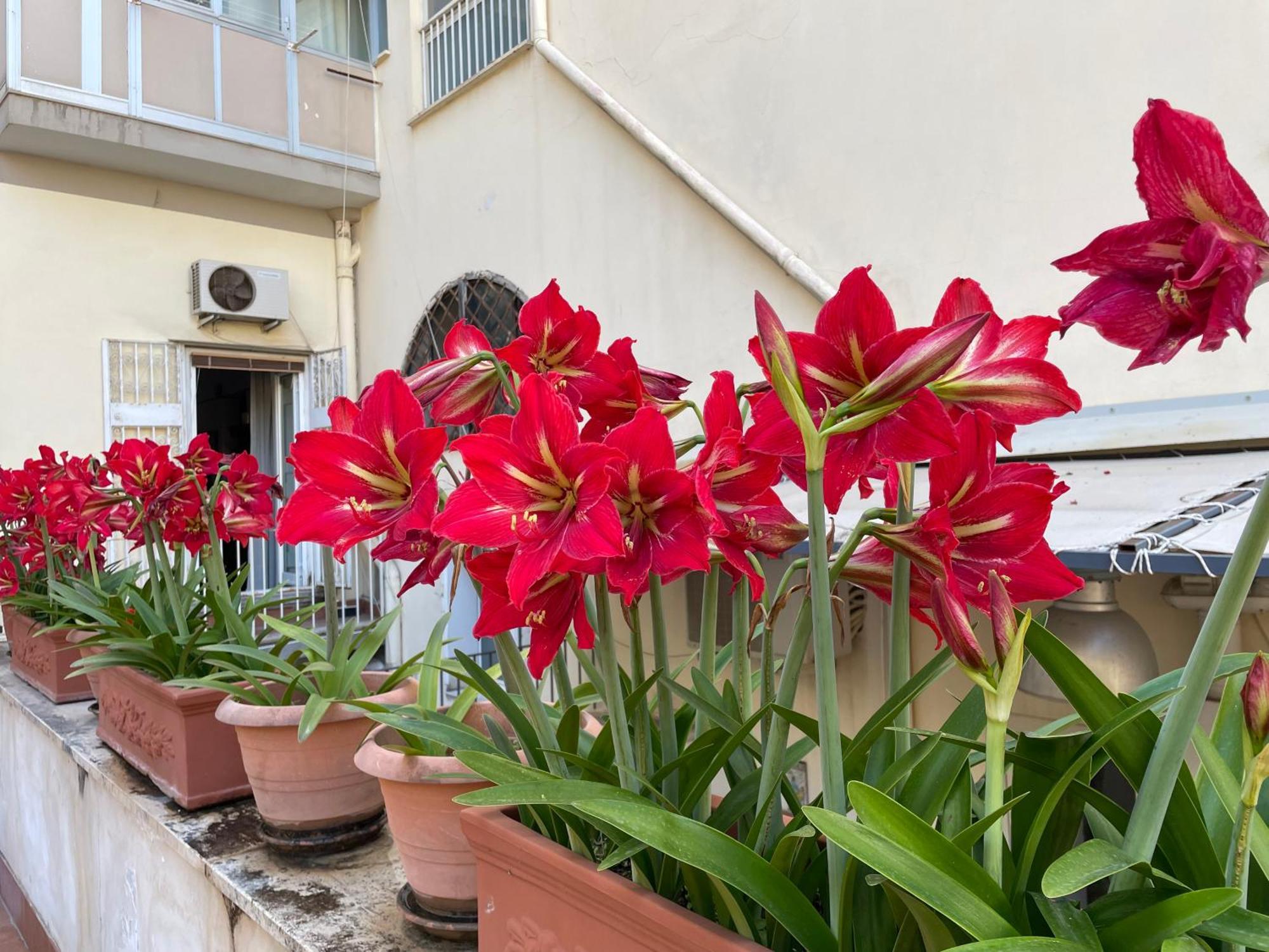 Apartment Il Giglio Rosso *